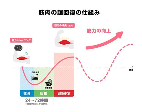 超回復 部位|筋トレ後の【超回復】とは？部位ごとの回。